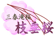 三春滝桜-枝垂れ